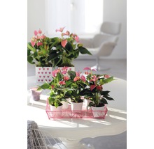 Zimmeraufnahme mit rosa Anthurien in Töpfen auf einem Tisch