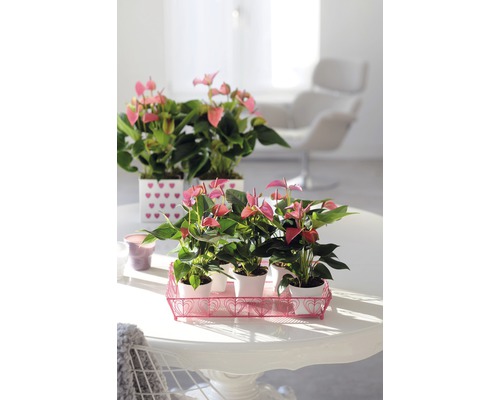 Zimmeraufnahme mit rosa Anthurien in Töpfen auf einem Tisch