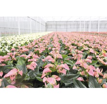 Gewächshaus mit Anthurien Pflanzen