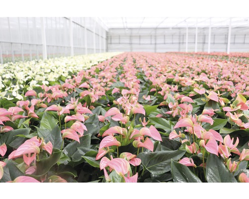 Gewächshaus mit Anthurien Pflanzen