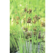 Büschel von grasartigen Wasserpflanzen im Detail