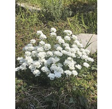 Blütenbusch mit weißen Blüten im Garten