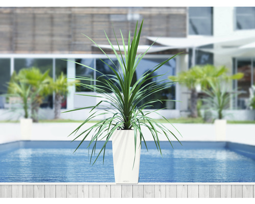Pflanze im Pflanzgefäß am Pool