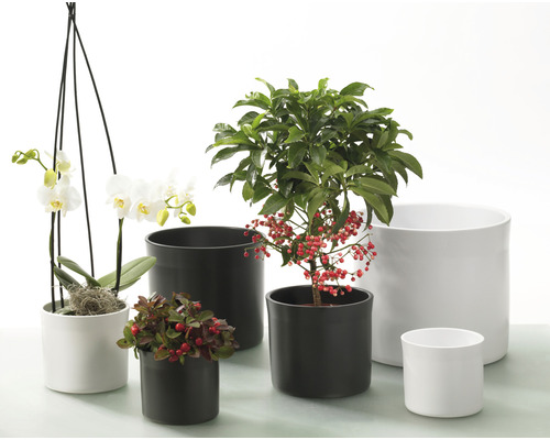 Verschiedene Pflanzen in schwarzen und weißen Übertöpfen