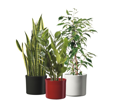Drei Zimmerpflanzen in Töpfen