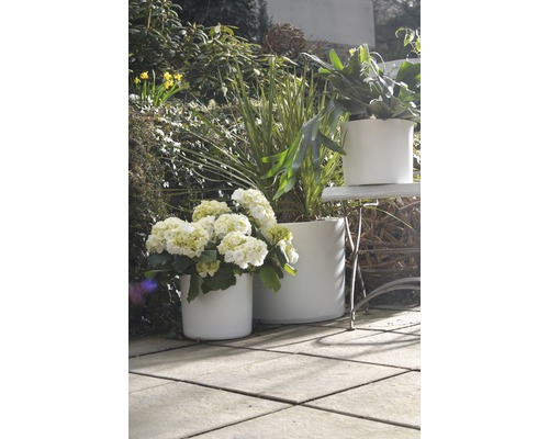 Dekorative Pflanzen in runden Pflanzgefäßen im Garten