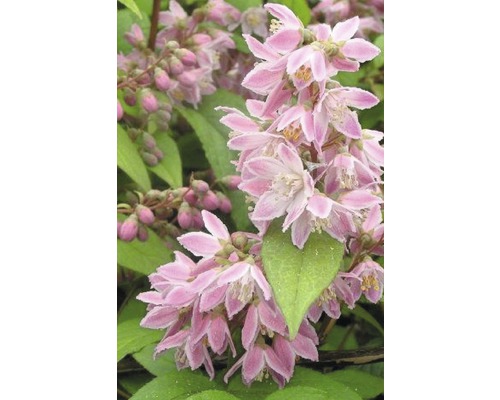 Deutzie, Sternchenstrauch FloraSelf Deutzia magnifica 'Tourbillon Rouge' H 80-100 cm Co 4 L