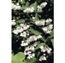 Gefüllter Sternchenstrauch, Maiblumen-Strauch FloraSelf Deutzia scabra 'Plena' H 60-80 cm Co 4 L