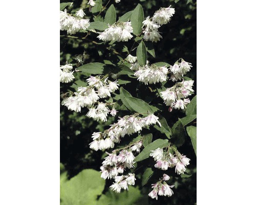Gefüllter Sternchenstrauch, Maiblumen-Strauch FloraSelf Deutzia scabra 'Plena' H 60-80 cm Co 4 L Gefüllter Sternchenstrauch, Maiblumen-Strauch FloraSelf Deutzia scabra 'Plena' H 60-80 cm Co 4 L
