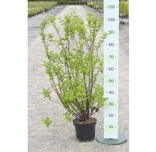 Gefüllter Sternchenstrauch, Maiblumen-Strauch FloraSelf Deutzia scabra 'Plena' H 60-80 cm Co 4 L