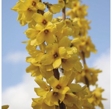 Nahaufnahme von Forsythienzweig mit gelben Blüten vor blauem Himmel