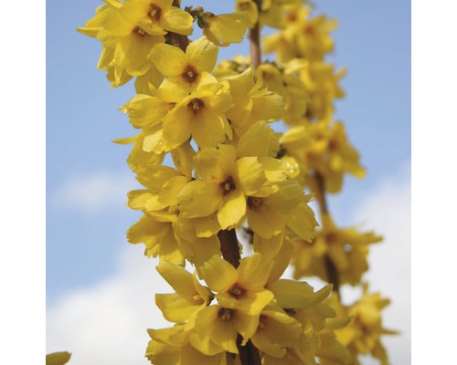 Nahaufnahme von Forsythienzweig mit gelben Blüten vor blauem Himmel