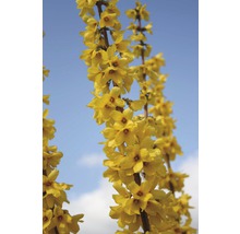 Zweig der Forsythie mit gelben Blüten