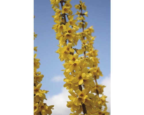 Zweig der Forsythie mit gelben Blüten