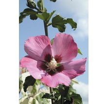 Nahaufnahme einer Hibiskusblüte