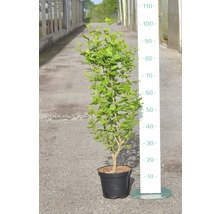 Hibiskus im Topf mit Größenangabe