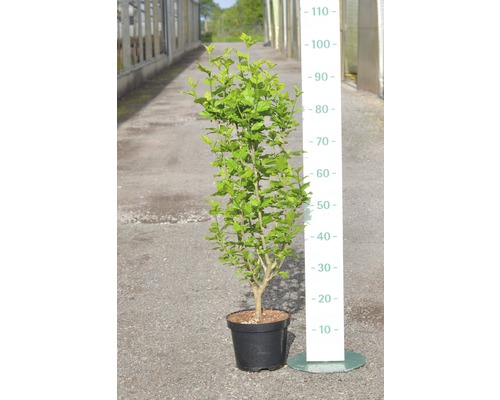 Hibiskus im Topf mit Größenangabe