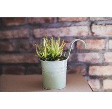 Sonnentau Pflanze im Topf