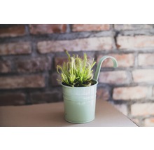 Sonnentau Pflanze im Topf