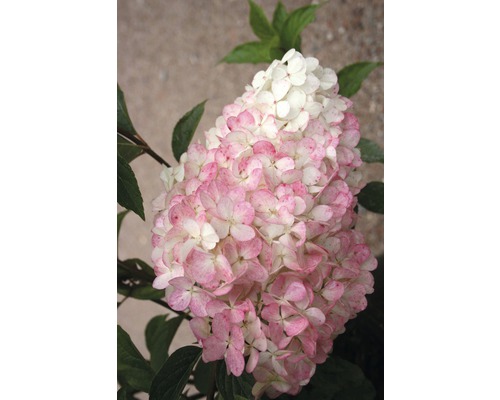 Rispenhortensie mit Blüten