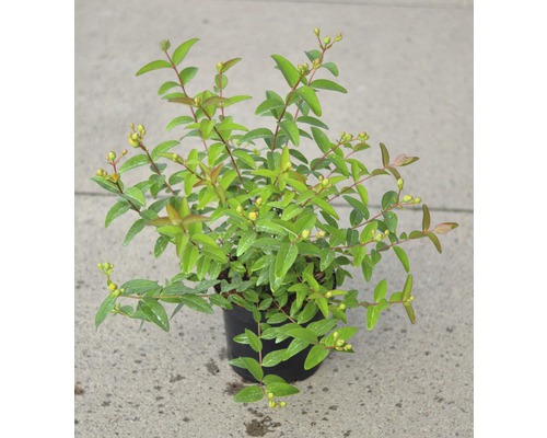 Johanniskraut Pflanze im Topf