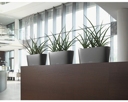 Drei graue Pflanzgefäße mit grünen Pflanzen auf einem dunklen Holzregal in einem hellen Raum.