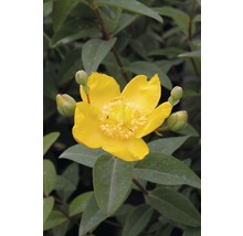 Gelbe Johanniskrautblüte mit Blättern