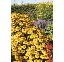 Garten mit blühenden Sonnenbraut Pflanzen