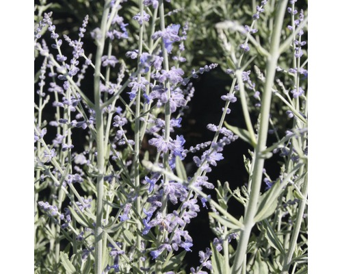 Russischer Salbei mit violetten Blüten