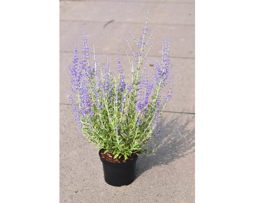 Silberbusch, Blauraute FloraSelf Perovskia atriplicifolia 'Little Spire' H 30-40 cm Co 4,5 L Silberbusch, Blauraute FloraSelf Perovskia atriplicifolia 'Little Spire' H 30-40 cm Co 4,5 L
