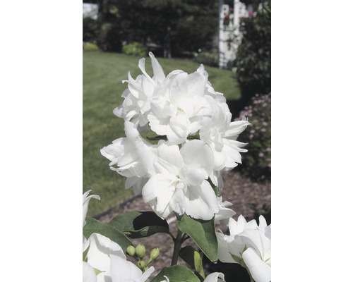 Gartenjasmin, Duftjasmin, Pfeifenstrauch FloraSelf Philadelphus 'Snowgoose' H 60-80 cm Co 4 L