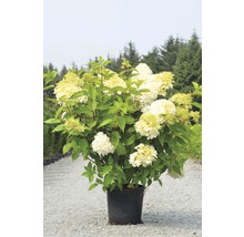 Rispenhortensie FloraSelf Hydrangea paniculata 'Limelight' H 100-125 cm Co 15 L buschig XXL Qualität-thumb-0