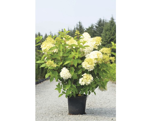 Rispenhortensie FloraSelf Hydrangea paniculata 'Limelight' H 100-125 cm Co 15 L buschig XXL Qualität-0
