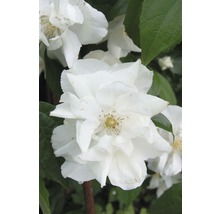 Blüte des gefüllten Pfeifenstrauchs im Detail