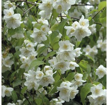 Gartenjasmin, Duftjasmin, Pfeifenstrauch FloraSelf Philadelphus 'Natchez' H 100-125 cm Co 15L