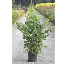 Gartenjasmin, Duftjasmin, Pfeifenstrauch FloraSelf Philadelphus 'Natchez' H 100-125 cm Co 15L