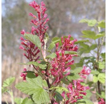 Blühende Zierjohannisbeere im Garten