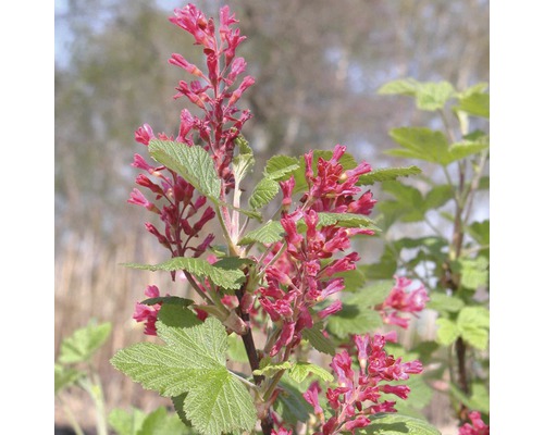 Blut-Zierjohannisbeere FloraSelf Ribes sanguineum 'King Edward VII' H 60-80 cm Co 4 L Blühende Zierjohannisbeere im Garten