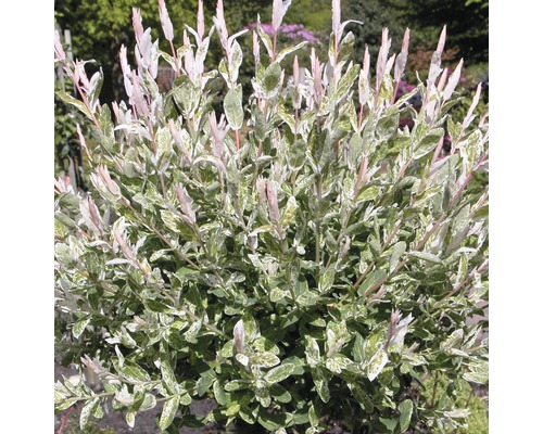 Harlekinweide, Zierweide FloraSelf Salix integra 'Hakuro Nishiki' H 40-60 cm Co 5 L