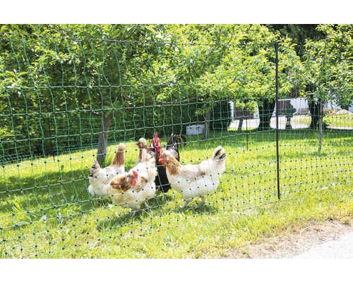 Geflügelnetz mit Hühnern im Garten