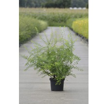 Strauch in einem Topf für den Garten