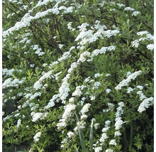 Weiße Rispenspiere, Aschgrauer Spierstrauch FloraSelf Spiraea cinerea 'Grefsheim' H 50-60 cm Co 4 L-thumb-0