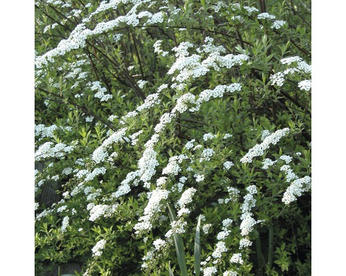 Weiße Rispenspiere, Aschgrauer Spierstrauch FloraSelf Spiraea cinerea 'Grefsheim' H 50-60 cm Co 4 L-0