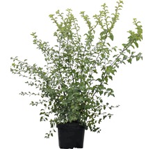 Prachtspierenstrauch FloraSelf Spiraea vanhouttei H 60-80 cm Co 4 L