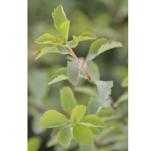 Prachtspierenstrauch FloraSelf Spiraea vanhouttei H 60-80 cm Co 4 L