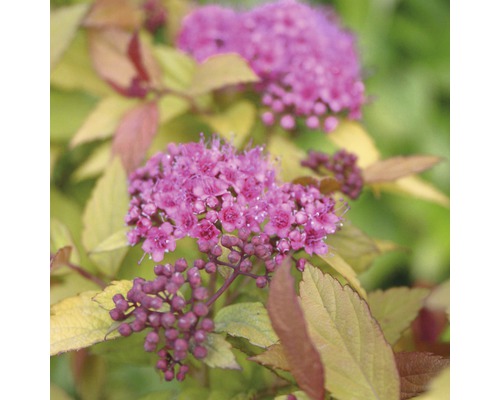 Zwergspiere, Sommerspiere FloraSelf Spiraea japonica 'Magic Carpet' H 15-20 cm Co 4,5 L Blühender Spierstrauch im Detail
