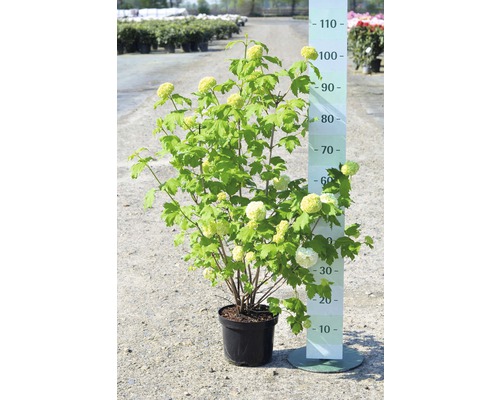 Gefüllter Schneeball, Echter Schneeball FloraSelf Viburnum opulus 'Roseum' H 40-60 cm Co 4 L-0