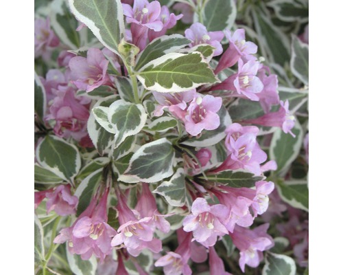 Weigelie FloraSelf Weigela florida 'Monet' H 40-60 cm Co 5 L