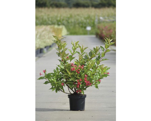 Weigelie FloraSelf Weigela 'Red Prince' H 40-60 cm Co 4 L