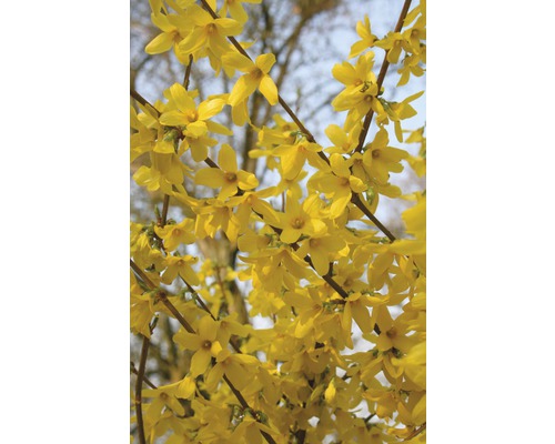 Goldglöckchen, Forsythie FloraSelf Forsythia intermedia 'Week End'® H 60-80 cm Co 4 L